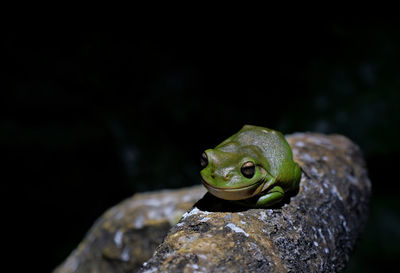 Close-up of green tree frog on log with copy space