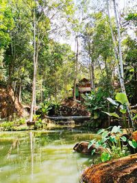 Scenic view of lake against trees in forest