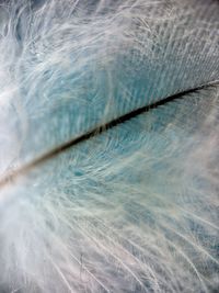 Close-up of feather