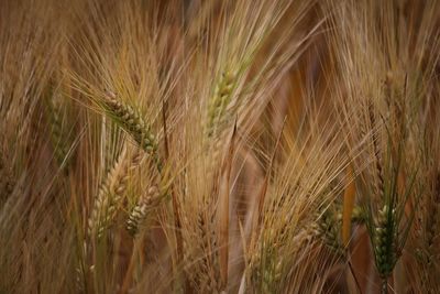 Close-up of wheat growing on field