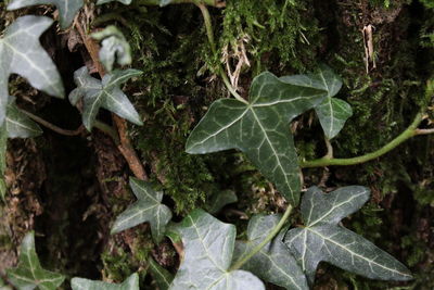 High angle view of ivy growing on plant