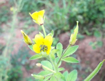 Close-up of yellow flower