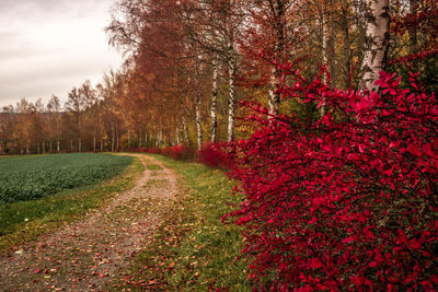 Footpath amidst plants and trees in forest during autumn