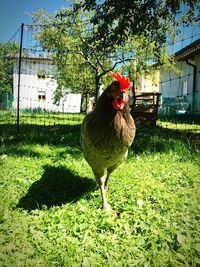 View of a bird on field