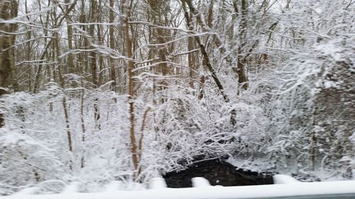 Snow covered trees in forest