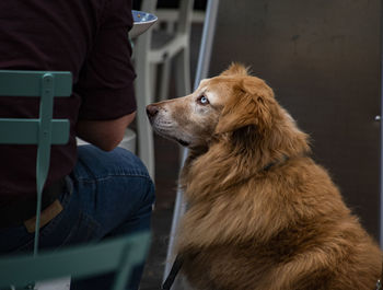 Pet dog waits for a bit if food from the owner's plate at an outdoor cafe.