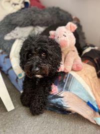 pet