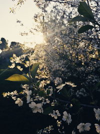 Close-up of white cherry blossoms in spring