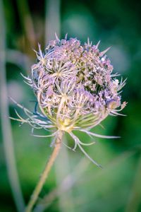 Close-up of purple flowering plant