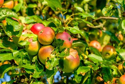 Close-up of apples on tree