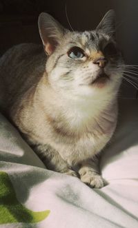 Close-up of cat relaxing on bed at home