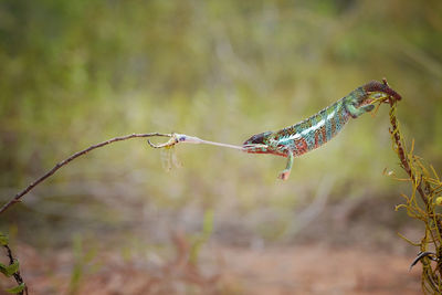 Chameleon hunting insect