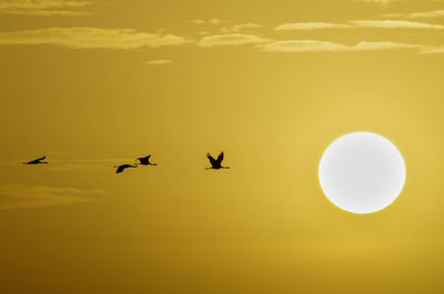 Silhouette crane flying against sky during sunset