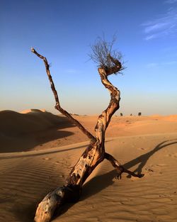 Bare tree at desert against sky