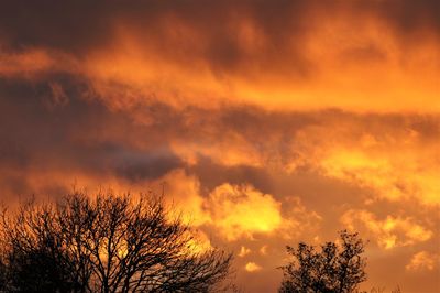 Low angle view of silhouette tree against orange sky