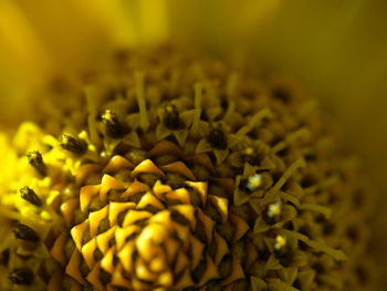 Close-up of yellow flower