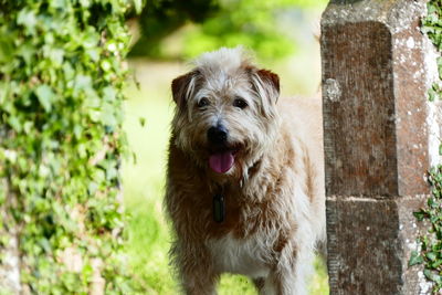 Portrait of a dog