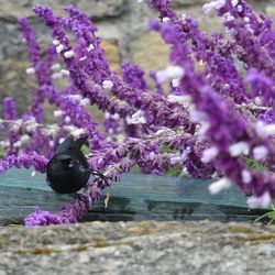 Close-up of bird perching on purple flowers