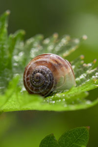 Close-up of snail on leaf