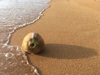 High angle view of fruit on beach