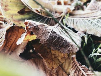 Close-up of dried leaves