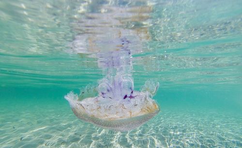 Turtle swimming in sea