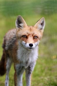 Portrait of golden retriever standing on field