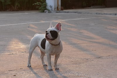 Portrait of dog standing on road