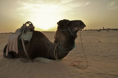 Horse on beach against sky during sunset