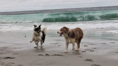 View of dogs on beach