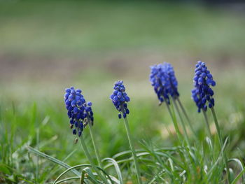 Close-up of purple flowering plant on field