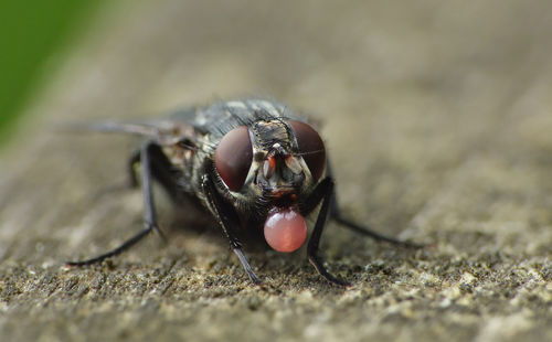Close-up of fly