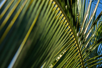 Close up of coconut palm leaf, tropical trees concept
