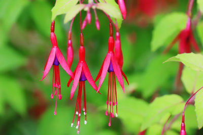 Close-up of red flowering plant hanging outdoors