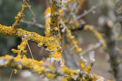 Close-up of lichen on branch