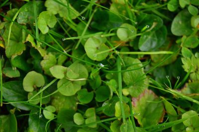 Close-up of fresh green plants