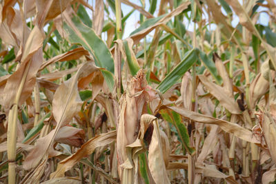 plant