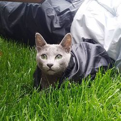 Portrait of cat lying on grassy field