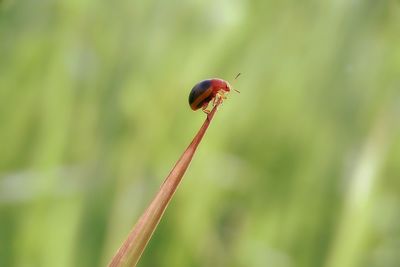 Close-up of ladybug on plant