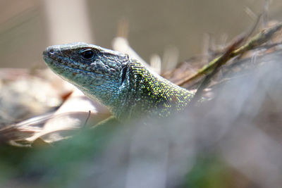 Close-up of lizard