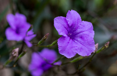 Close-up of purple flowering plant