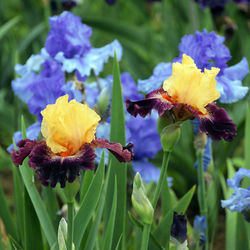 Close-up of purple flowering plants