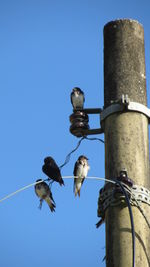 Low angle view of birds perched against blue sky