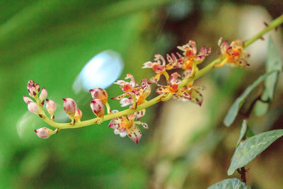 Close-up of flowering plant