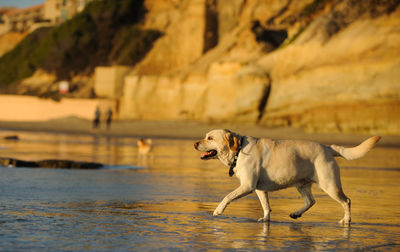 Full length of yellow labrador retriever walking on shore