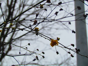 Low angle view of butterfly perching on tree against sky