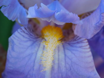 Close-up of purple flowering plants