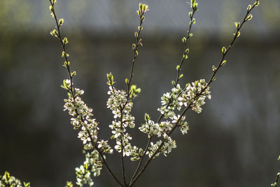 Close-up of white flowering plant