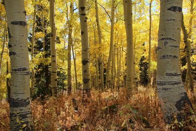Yellow plants growing outdoors