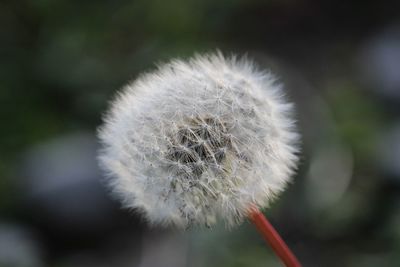 Close-up of dandelion flower